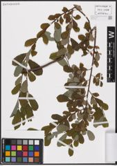 Foto von Salix aurita L.